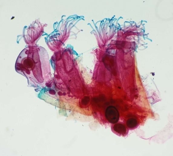 <p><strong>FILO</strong><br><strong>CLASE</strong><br><strong>GÉNERO</strong><br><strong>CARACTERÍSTICAS</strong><br><strong>HABITAT</strong></p>