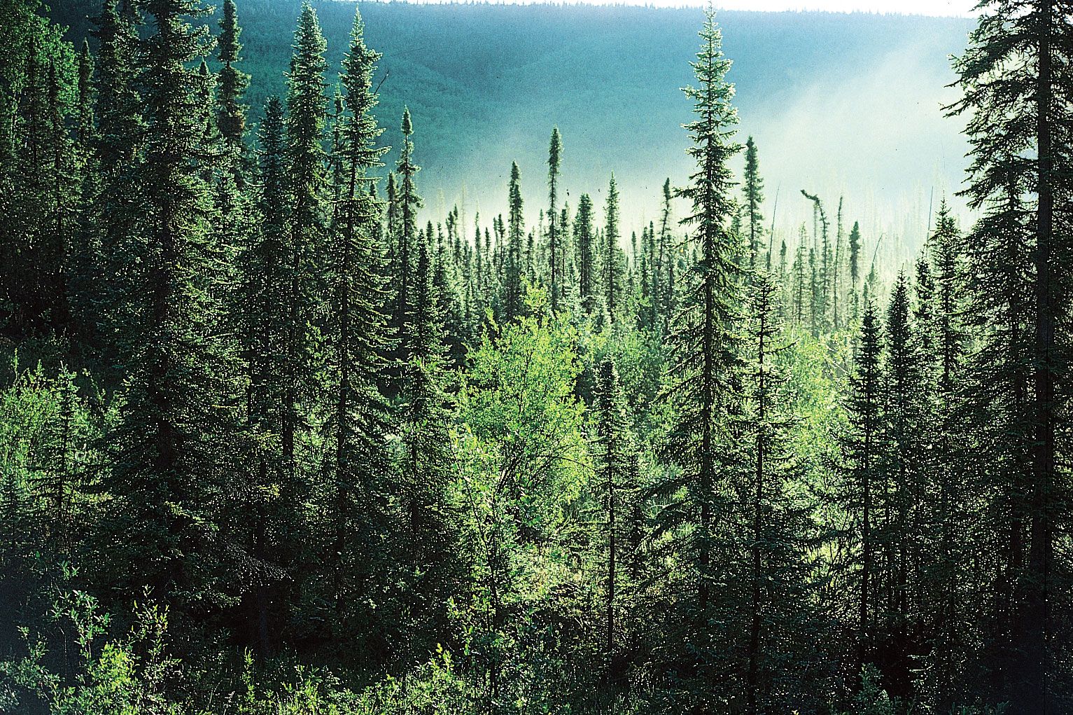 <p>Boreal Forest</p>