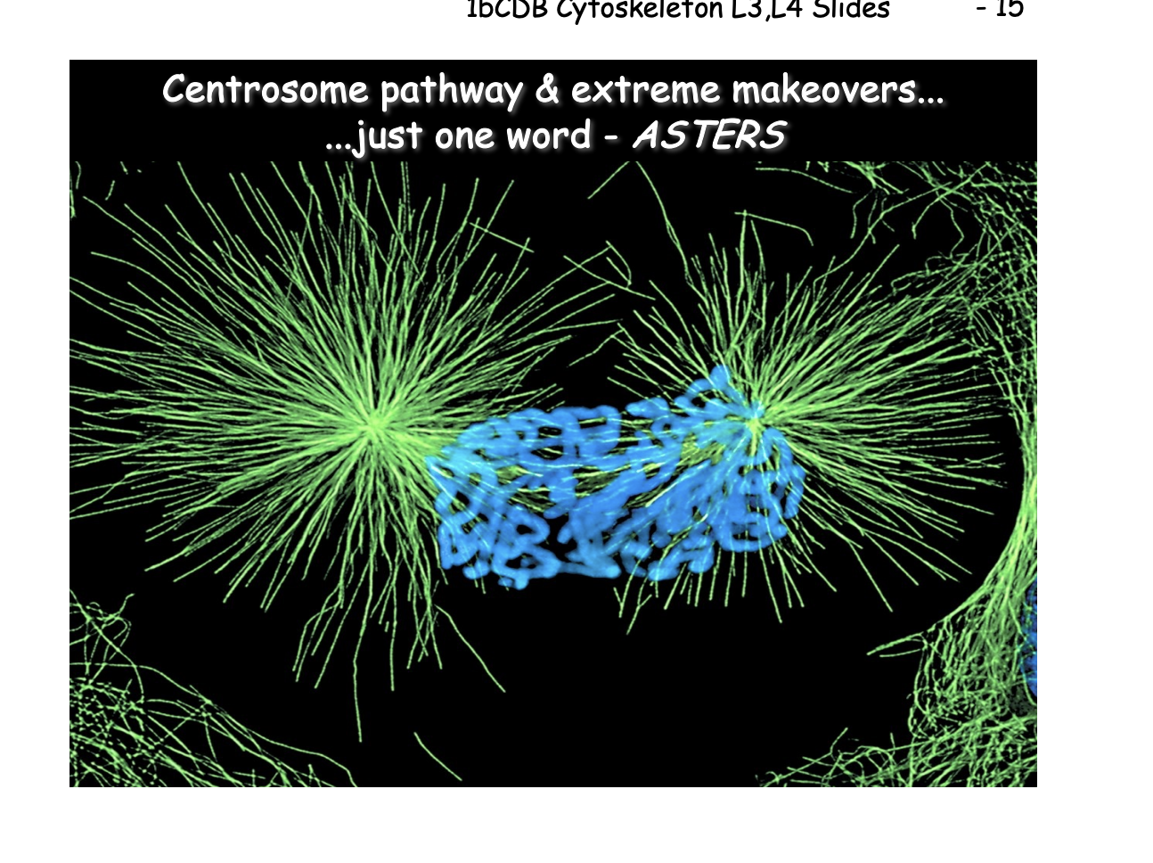 <p>Centrosome-dependent pathway: when does centrosome duplication happen</p>