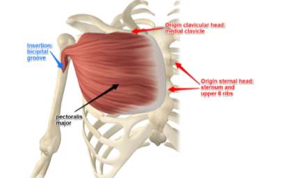 <p>Lateral crest of bicipital groove</p><p>ADDUCTION of humerus; Medial rotation of humerus; FLEXION/EXTENSION of humerus</p>