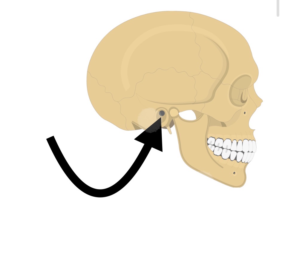 <p>External acoustic meatus</p>