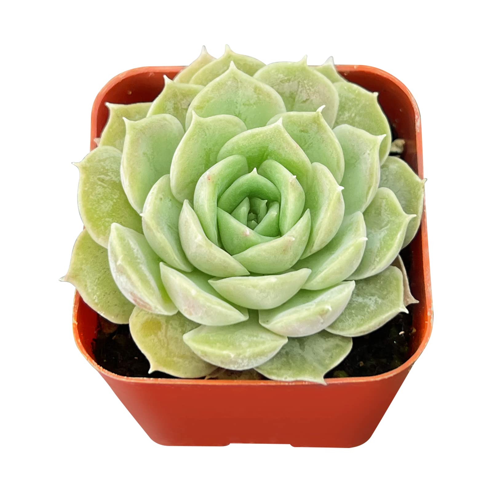 <p>Echeveria cv.</p>