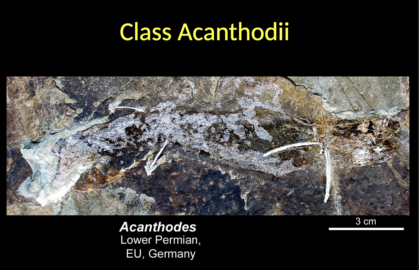 <p><span style="color: rgb(251, 251, 251);">Acanthodii - Acanthodes </span></p><ul><li><p>Lower PERMIAN </p></li><li><p>Germany </p></li></ul><p></p>