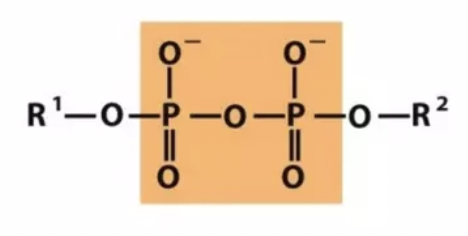 <p>Which functional group is this?</p>