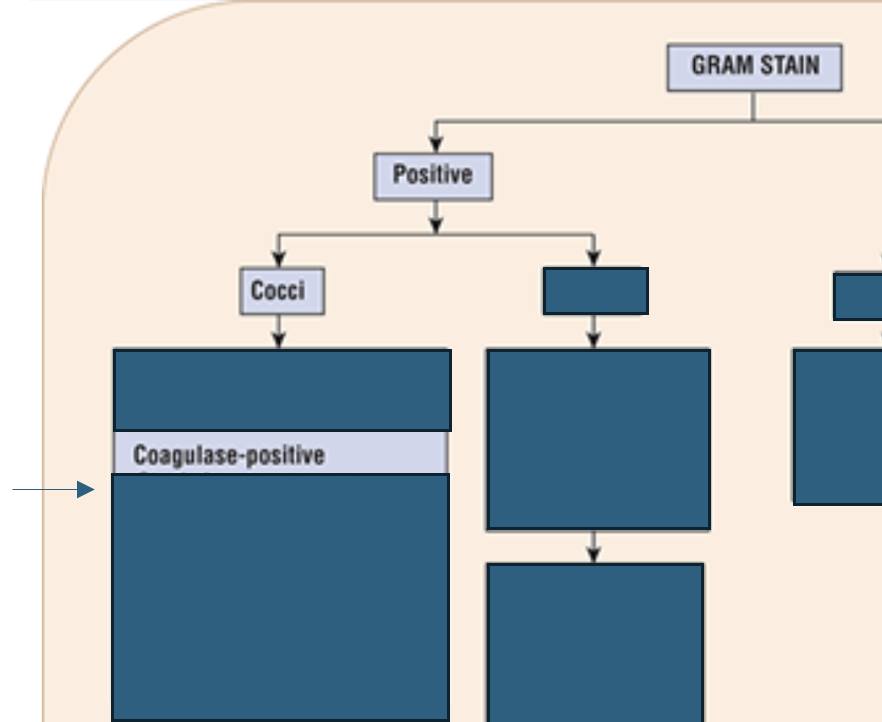 <p>Which Staphylococcus species is <strong>coagulase-positive?</strong></p>