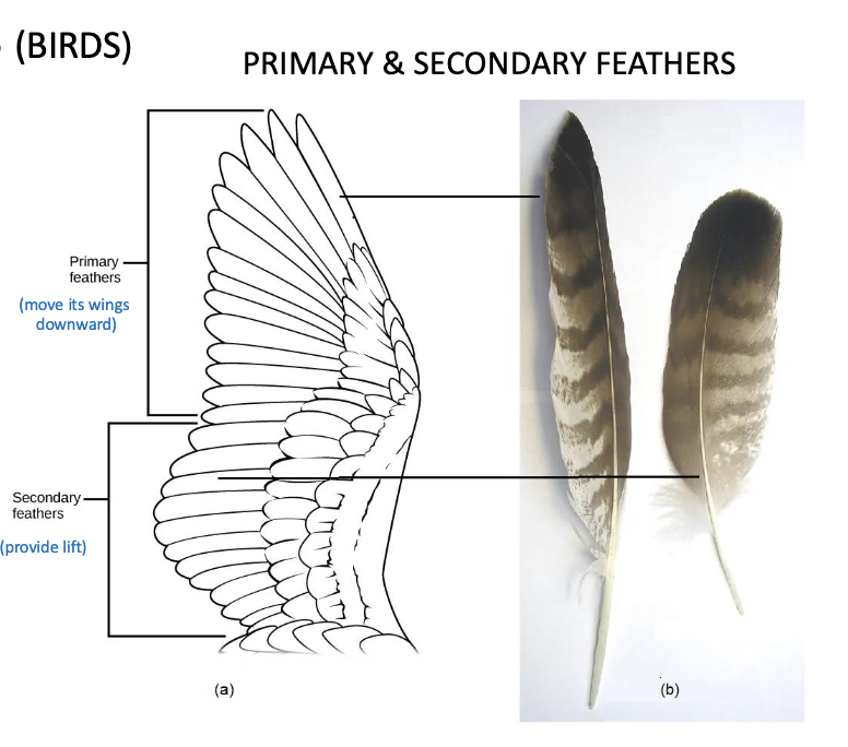 <p>AVIAN REPTILES (BIRDS) PRIMARY &amp; SECONDARY FEATHERS</p>