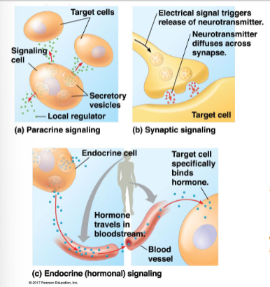 <ul><li><p>secreted signals can be local or long distance</p></li><li><p>local signaling:</p><ul><li><p>signals act on nearby target cells</p><ul><li><p>growth factors such as fibroblast growth factor — FGF<sub>1</sub> (paracrine)</p></li><li><p>neurotransmitters such as acetylcholine - ACh (synaptic)</p></li><li><p>can act on the signalling cell (autocrine)</p></li></ul></li></ul></li><li><p>long distance signaling:</p><ul><li><p>signals act from a distance</p><ul><li><p>hormones secreted from endocrine cells travel via circulatory system to act on target cells</p></li><li><p>e.g. insulin secreted from pancreatic beta cells enter bloodstream and travels and is detected by various body cells</p></li></ul></li></ul></li></ul><p></p>