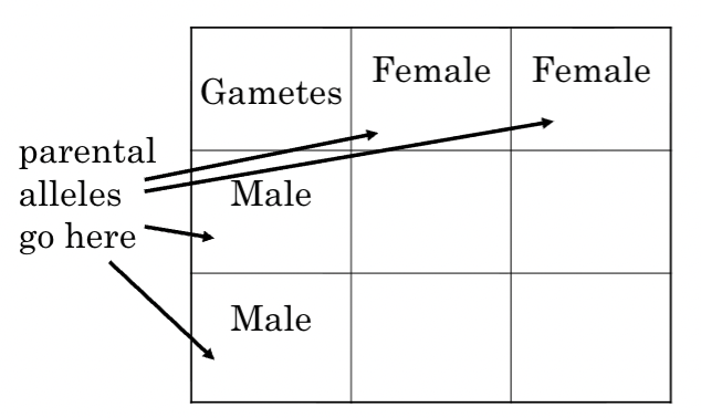 <p>genotype and phenotype frequencies can be predicted using a…</p>