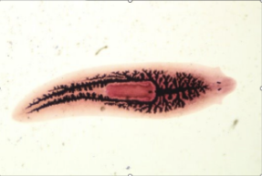 <p>What phylum and class and/or subclass does this belong to?</p>