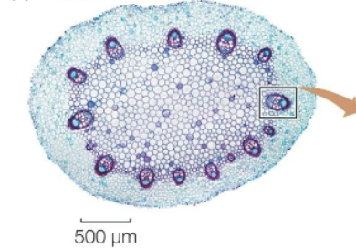 <p>What structure is this? </p>