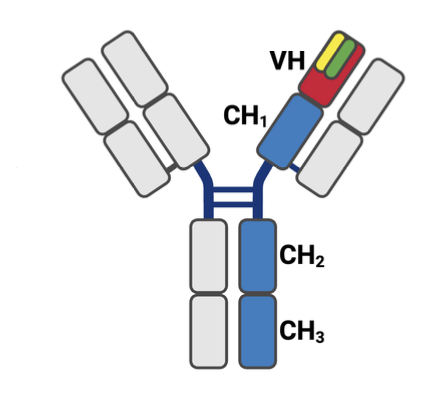 <p>Located on Chromosome $$14$$, containing $$V_H$$, $$D_H$$, and $$J_H$$ gene segments.</p>