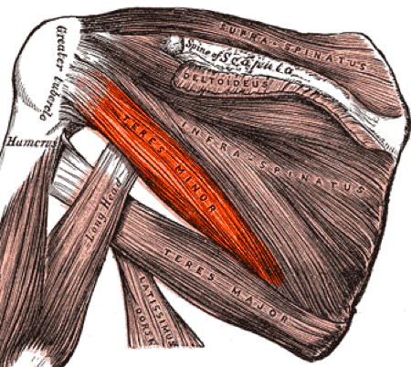 <p>What is the teres minor action (1) and innervation </p>