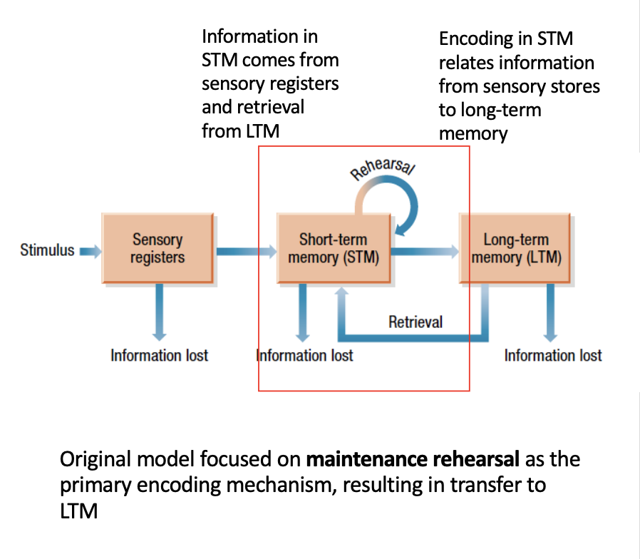 <p><span>A <strong>temporary store </strong>in which we integrate current sensory experience with long-term memory to achieve current goals</span></p><ul><li><p><span>Our conscious representation of ‘the present moment’.</span></p></li></ul><p></p>