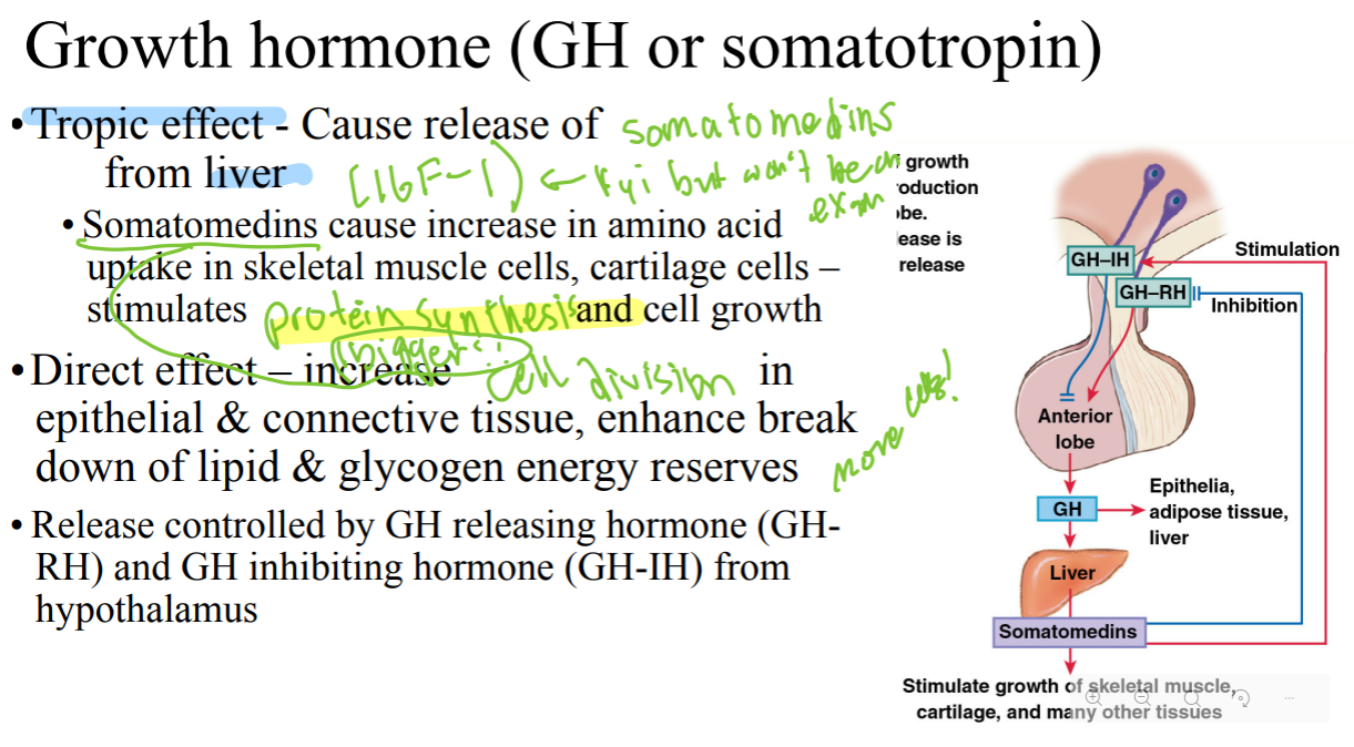 <p>What do somatomedins do?</p>