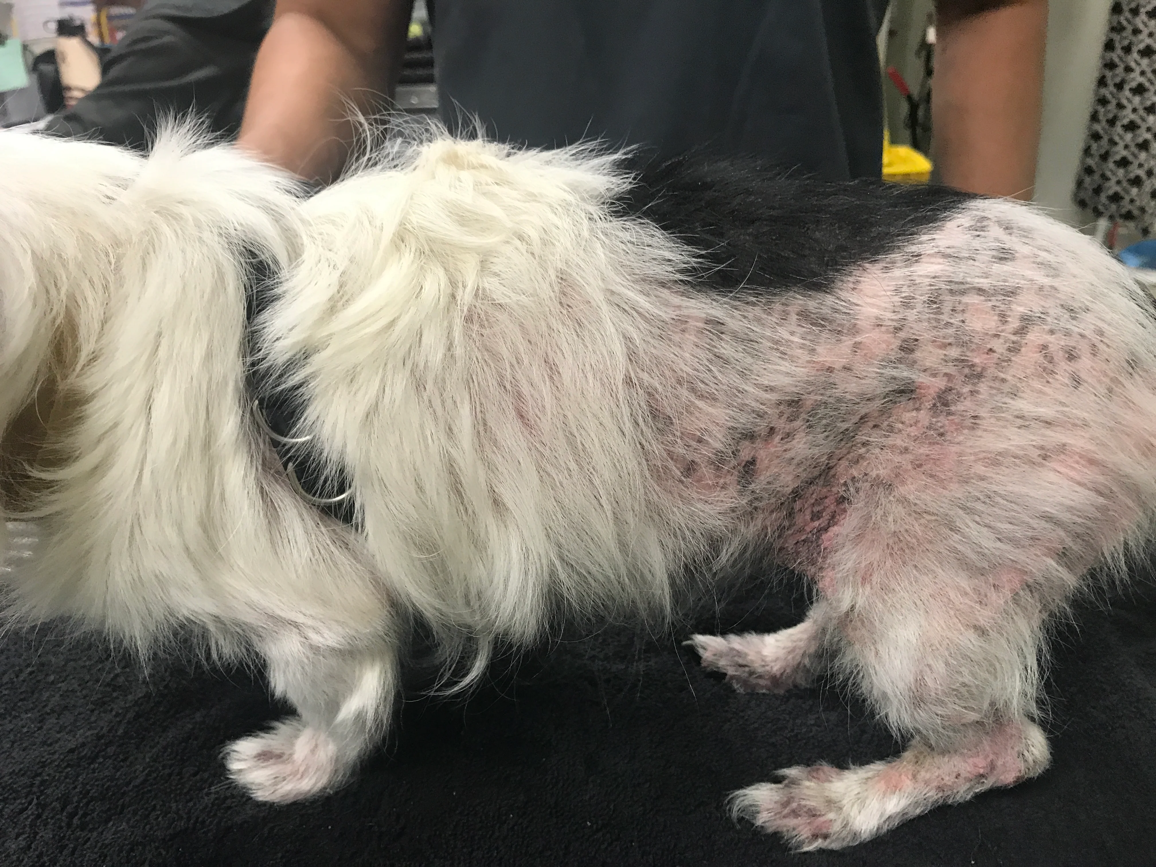 <p>Flea allergy dermatitis (FAD)</p>