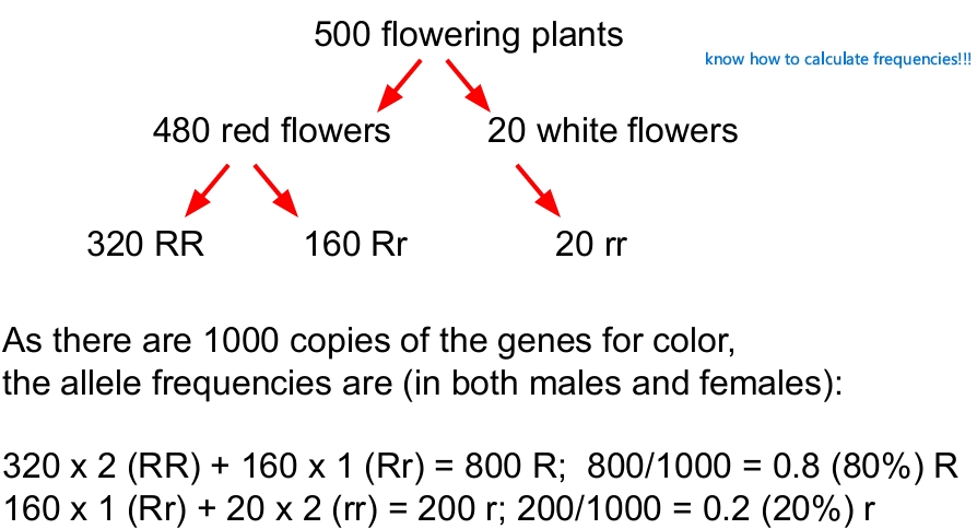 <p>how to calculate per allele</p>