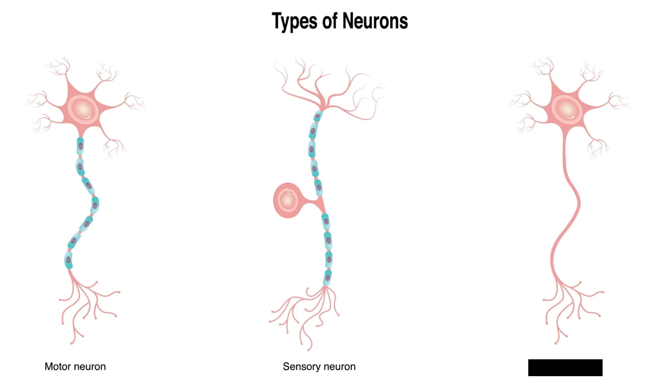 <p><span>Neurons that connect sensory and motor neurons exclusively within the CNS, playing a vital role in thinking, learning, and reflexes.</span></p>