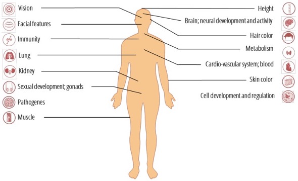 <ul><li><p>Alleles associated with immune function</p></li><li><p>We also called this adaptive introgression. </p></li></ul><p></p>
