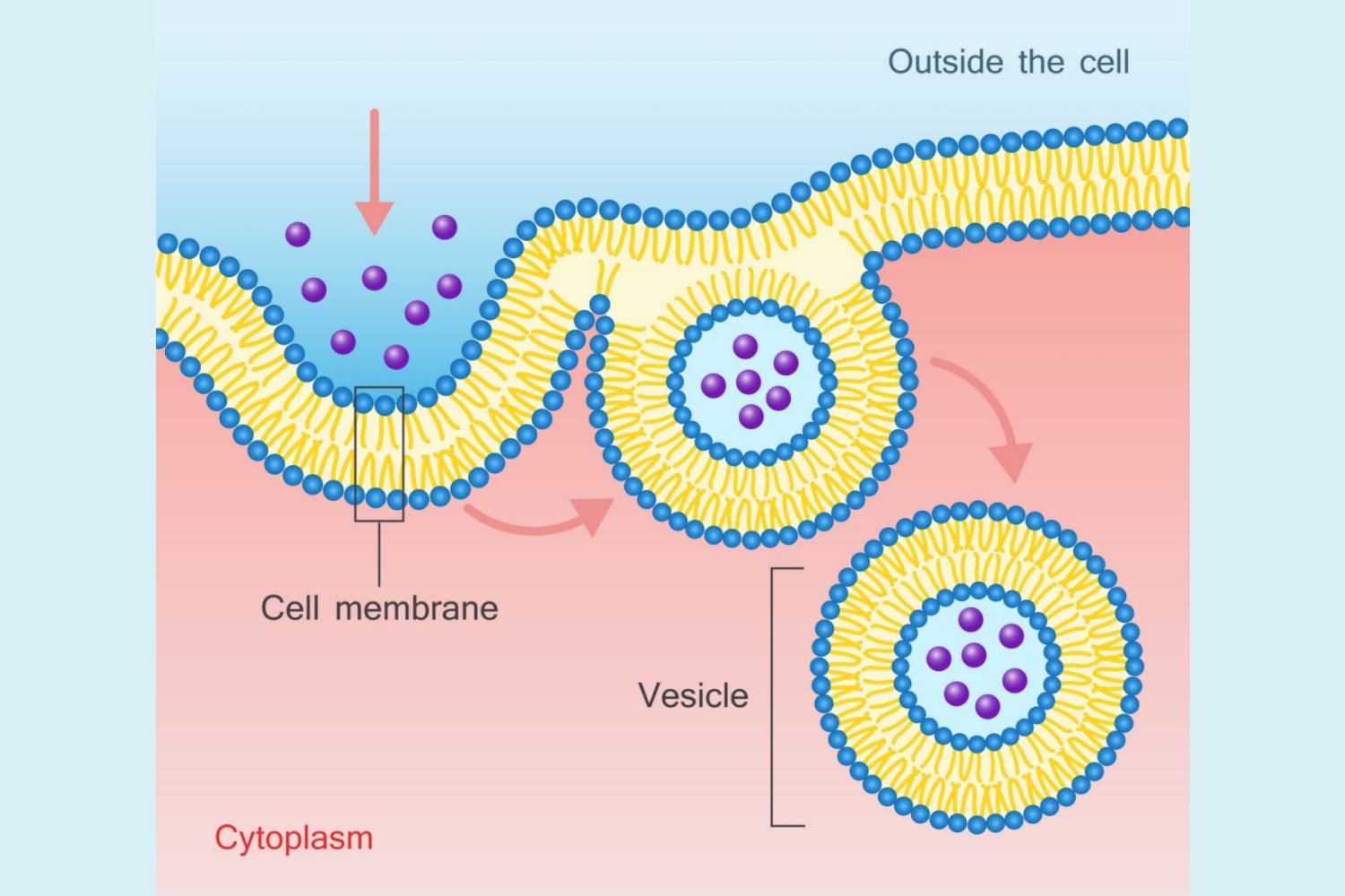 <p>Endocytosis is the process by which cells take in materials, decreasing cell surface area and increasing volume.</p>