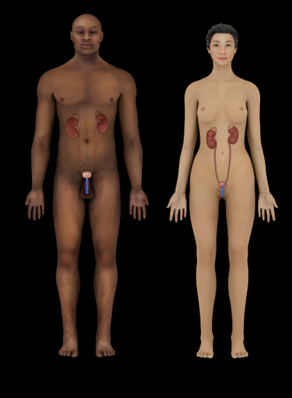 <p><span>Urethra</span></p>