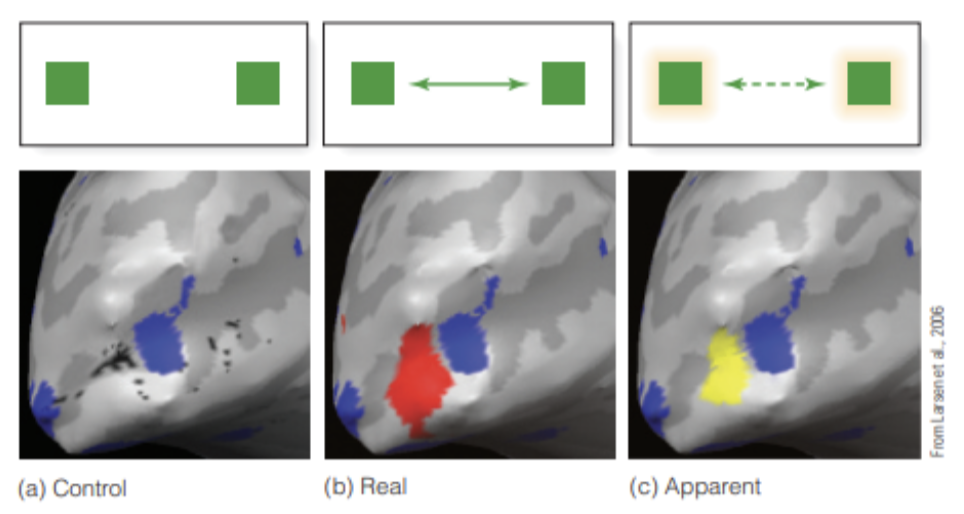 <p>Key Study: Larsen et al. (2006)</p><ul><li><p>Used fMRI to measure brain activity</p></li><li><p>Compared 3 conditions:</p><ol><li><p>Control: two squares flashed at the same time → no motion perceived</p></li><li><p>Real motion: square physically moved back and forth</p></li><li><p>Apparent motion: squares flashed alternately → illusion of motion</p></li></ol></li></ul><p>Control condition:</p><ul><li><p>Activated two separate brain areas (one for each square)</p></li></ul><p>Real motion:</p><ul><li><p>Activated a continuous area of visual cortex along motion path</p></li></ul><p>Apparent motion:</p><ul><li><p>Activation similar to real motion</p></li><li><p>Brain also activated the space between the squares, even though nothing was there</p></li></ul><p>Real and apparent motion:</p><ul><li><p>Use similar neural mechanisms</p></li><li><p>Are processed in similar brain areas</p></li></ul><p>The brain fills in motion between positions, even without actual stimuli</p><p>Therefore, motion perception is best understood through general mechanisms that apply to both types</p>