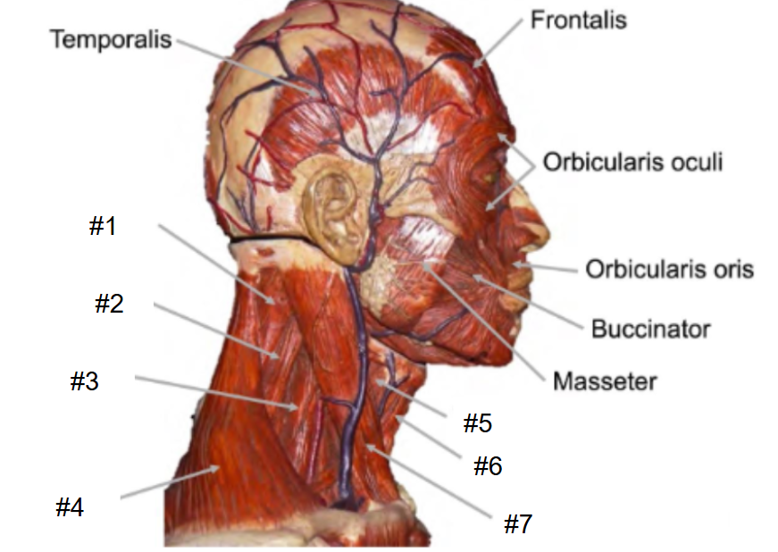 <p>What is #3?</p>