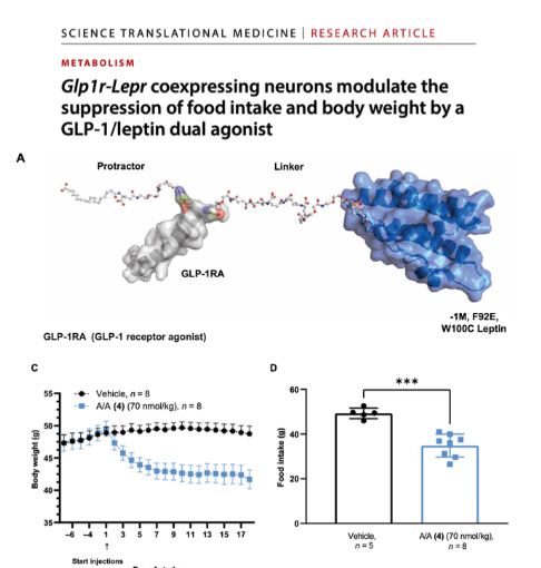 <p>This study identified a set of hypothalamus neurons with receptors for both leptin <em>and </em>GLP1.</p><p></p><ul><li><p>Neurons in the brain region NTS that cause meal termination but don’t generate nausea lead to less food intake</p></li><li><p>Neurons in the brain region AP that cause nausea cause meal termination and nausea, and lead to less food intake</p></li><li><p>Both respond to GLP1</p></li><li><p>GLP1 inhibition of EITHER set leads to less food intake, and seemingly in a non-additive way—so the same amount of weight loss occurs with either of these brain regions silenced.</p></li></ul><p></p>