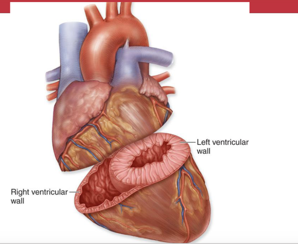<p>Ventricular walls </p>