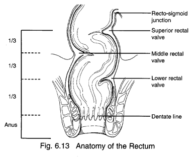 <p><span><strong>¡Dentate line</strong></span></p><p><span>§Transition from the columnar epithelium of the colon and rectum to the squamous epithelium of the anal canal</span></p><p></p><p><span>Wall is made of the 3 layers</span></p><p><span>1.Mucosa</span></p><p><span>2.Submucosa</span></p><p><span>3.Muscularis</span></p>