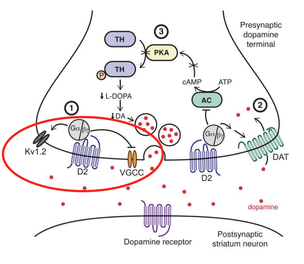 <p><strong>D2 autoreceptors</strong></p>