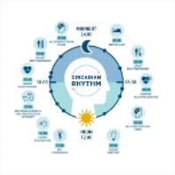 <p><span style="font-family: Aptos, sans-serif;">biological and behavioural changes that occur as a part of a cycle, last around 24 hours.&nbsp;Sleep-Wake Cycle (24-hour cycle of time spent sleeping &amp; time spent awake/active). The daily human sleep, wake cycle is the most extensively studied circadian rhythm, happens due to both internal and external factors. </span></p>
