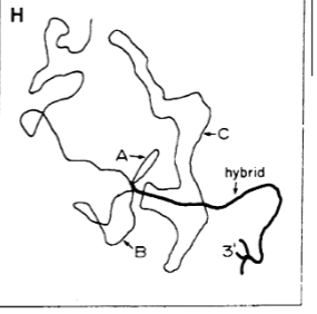 <p>Experiment where ssDNA (template) was paired back up with its mRNA strand. In theory, this should have formed a perfect duplex. What actually happened was a bunch of the DNA was “extra” in seemingly random sections all along the helix, which caused it to loop out before reconnecting back to the RNA. Led to the discovery that a large portion of DNA was actually non-coding = genes were not continuous = discovery of introns. (Done with Adenovirus genome)</p>
