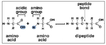 <p>condensation rxns</p>