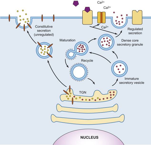 <p>Lipids &amp; proteins synthesized in ER → secreted to plasma membrane/outside world </p><p><strong>Constitutive secretion</strong>: continuous, unregulated, &amp; default pathway present in all eukaryotic cells that transports proteins &amp; lipids from Golgi apparatus directly to plasma membrane for release </p><p></p>