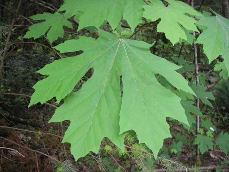 <p>large three pronged (5 lobes) leaves, dome-shaped crown, fruits are winged samaras</p>