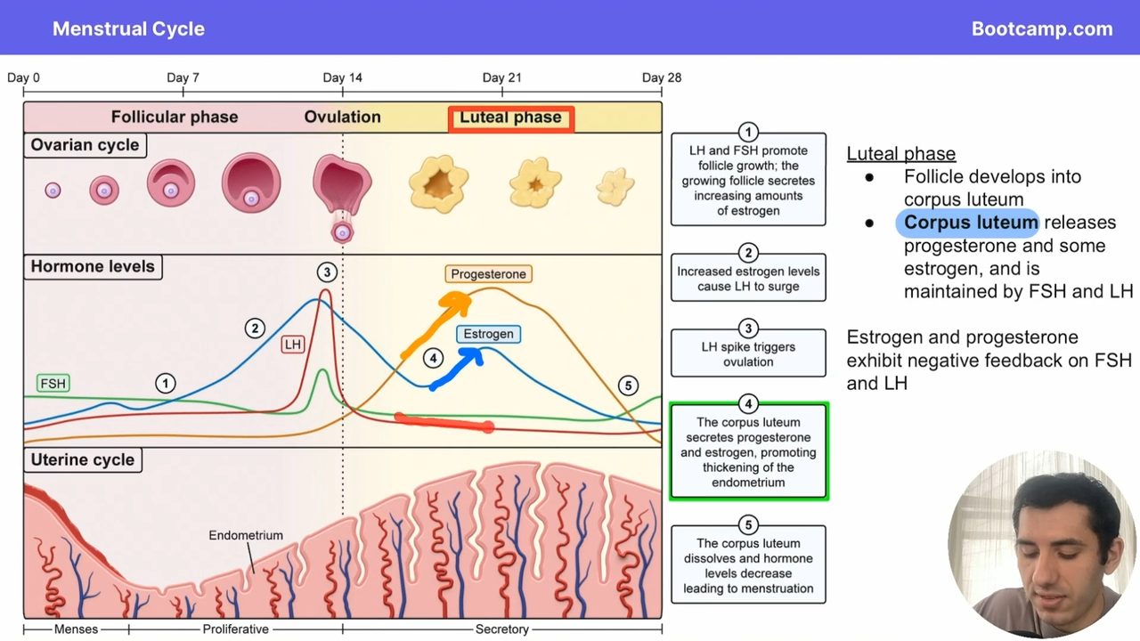 <p>the corpus luteum secretes progesterone and estrogen, leading to the thickening of the endometrium</p><p></p><p>and a negative feedback loop with FSH AND LH</p>