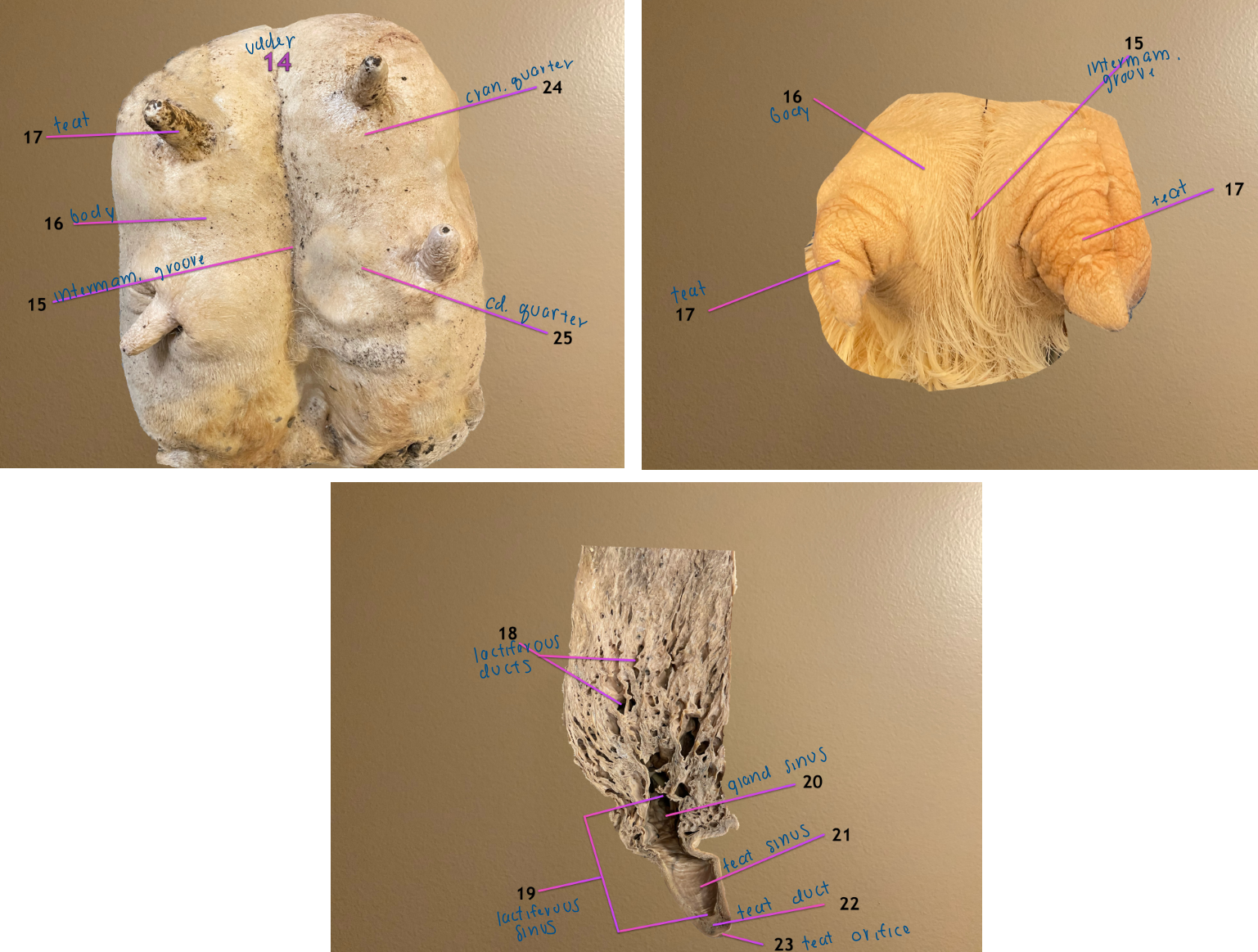 <ol start="22"><li><p>teat/papillary duct</p></li><li><p>teat/papillary orifice </p></li><li><p>cranial quarter</p></li><li><p>caudal quarter </p></li></ol><p></p>