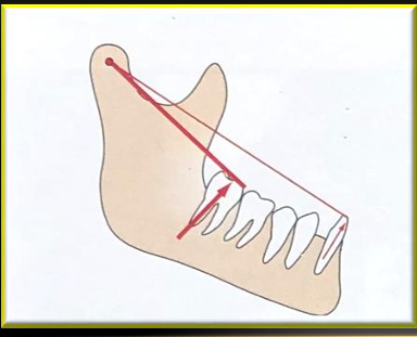 <p>-results in part from aligning each lower tooth parallel to its arc of closure</p><p>-the last lower molar is inclined at the greatest angle</p>