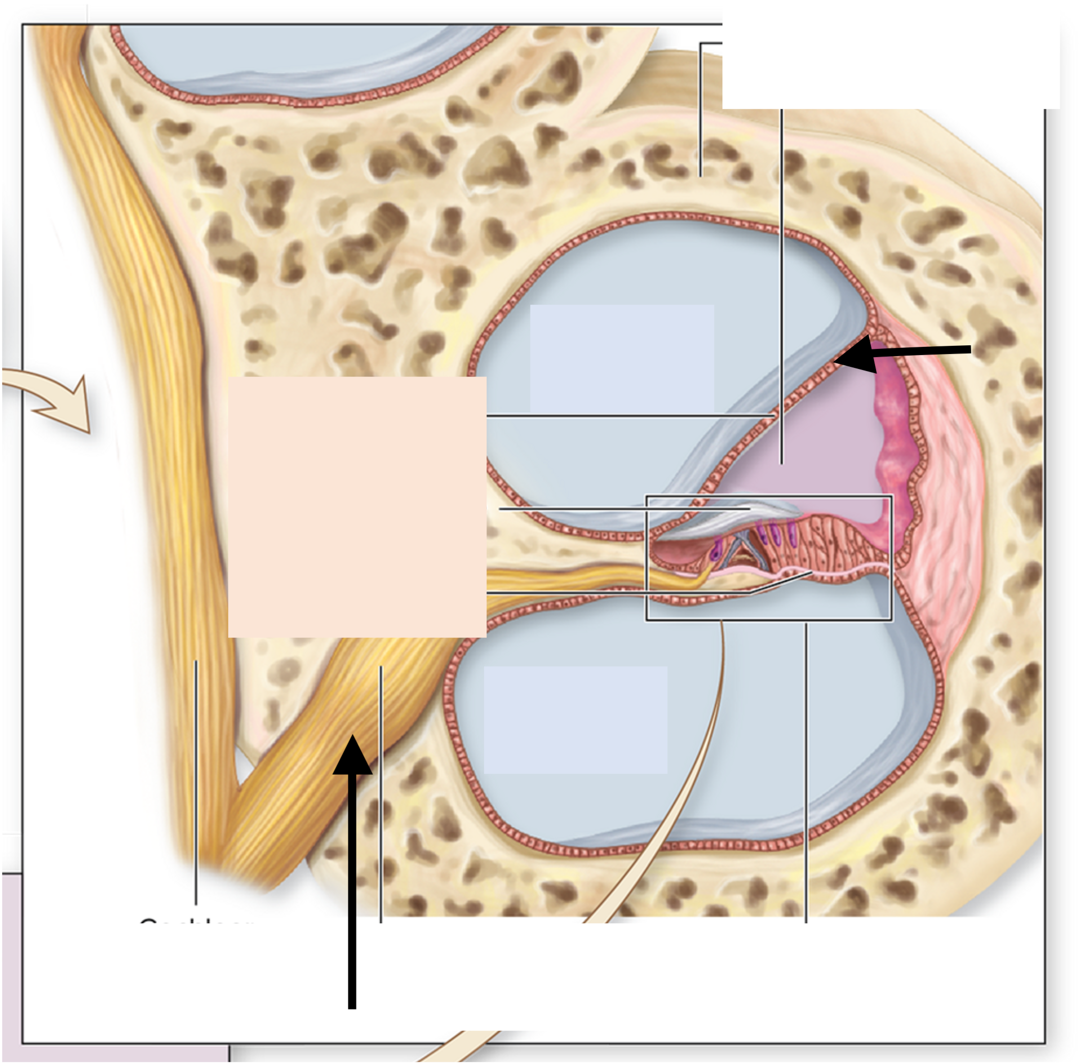<p>Name the membrane</p>