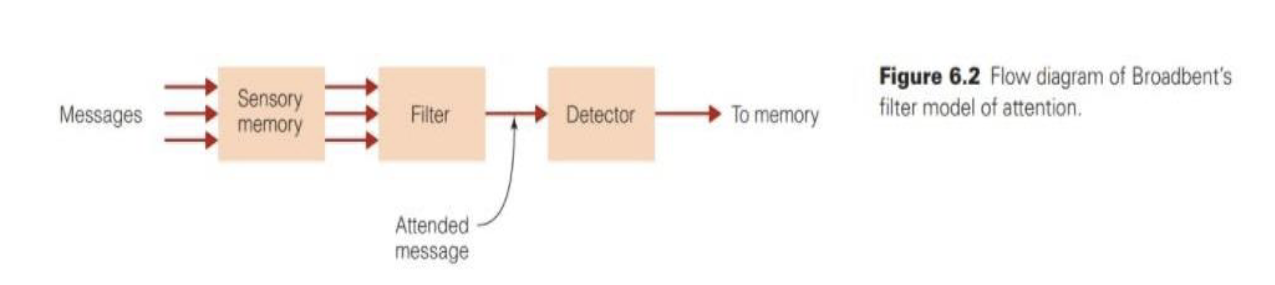<p>theory that attention works like a filter, allowing only selected information to be processed</p>