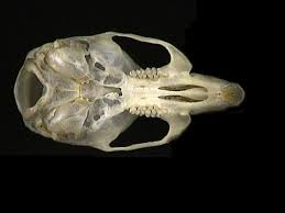 <p>Family Muridae Mus musculus (house mouse)</p>