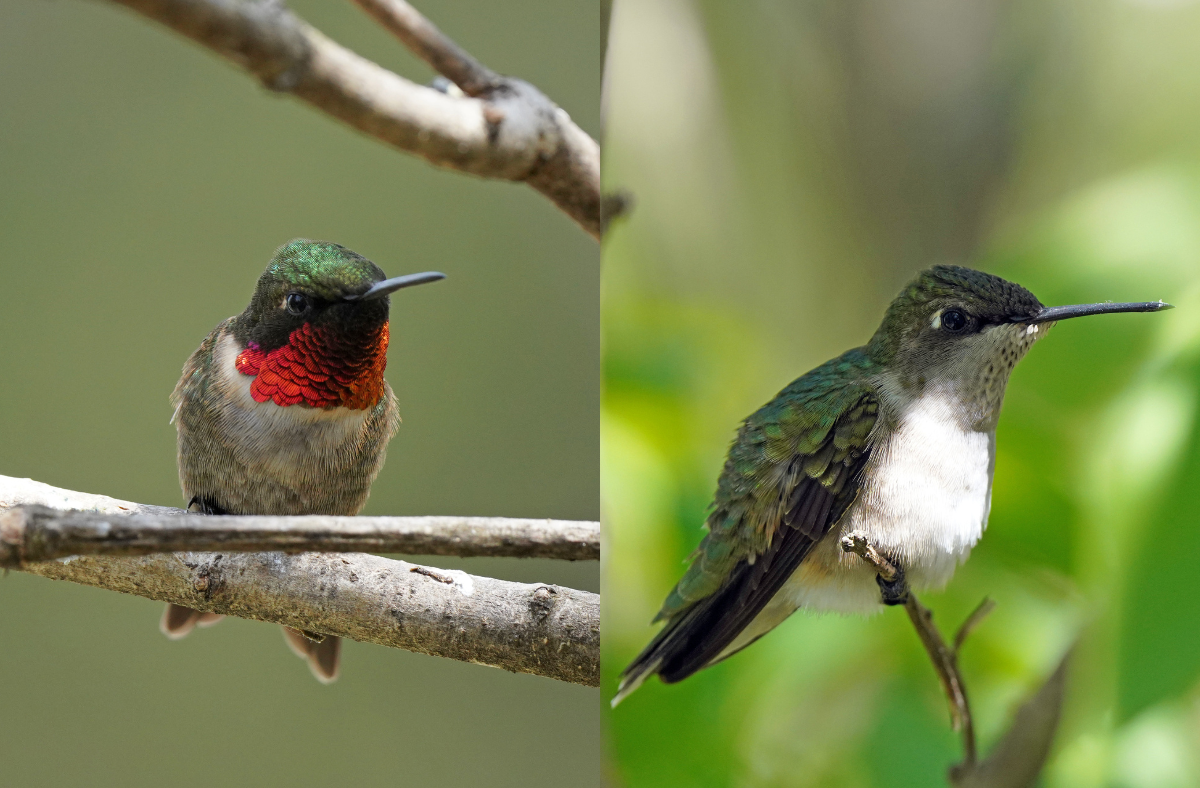 <p>Males have red and black throat, green upperparts, dingy whitish belly</p><p>females have green upper parts, whitish belly</p>