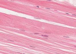 <p>what type of tissue is this?</p>