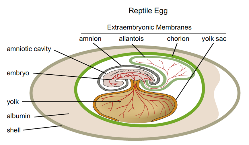<p>Which of the following part of the reptile egg can be also found in amphibians?</p>