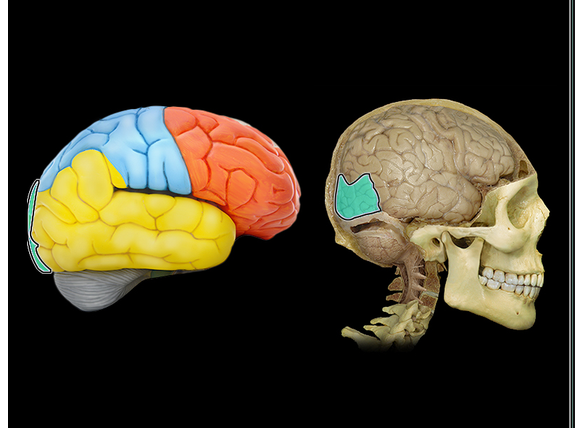 <p>Occipital lobe</p>
