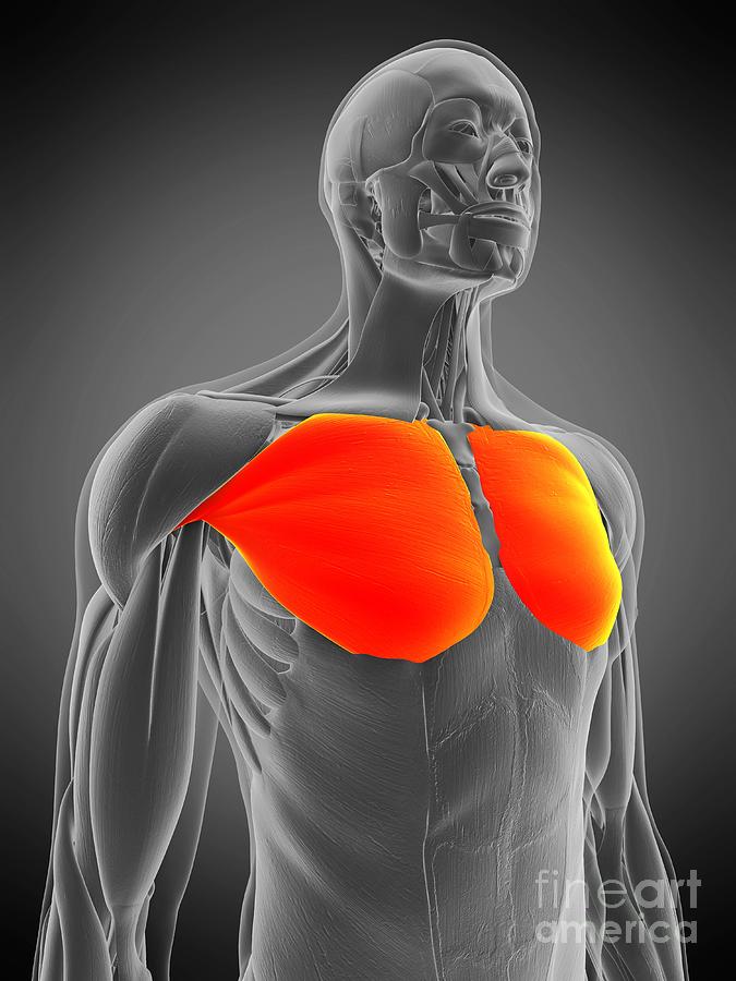 <p>Muscles located on the breasts</p>