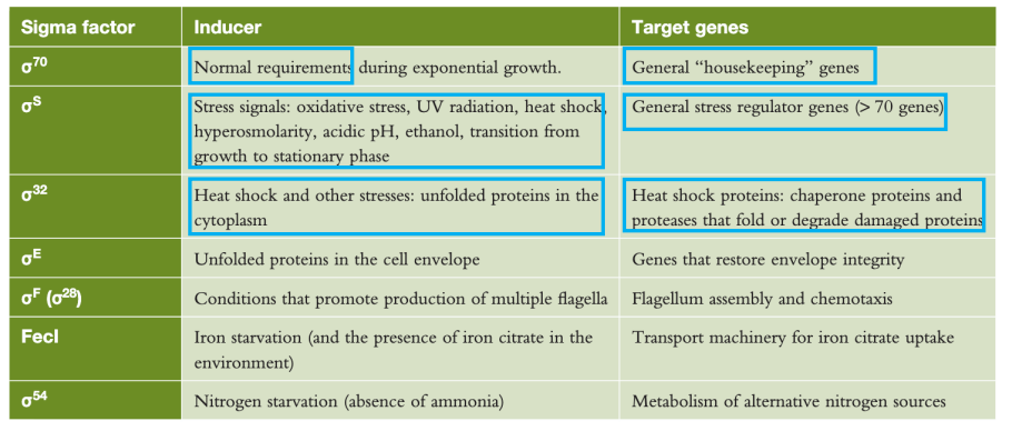 <p>Sigma70 (σ) is required for the expression of housekeeping genes. Alternative sigma factors, active under different conditions, regulate different genes. Inducing signal and target genes are linked. Different sigma factors recognize different consensus sequences. Ensures that genes are only expressed when needed</p>
