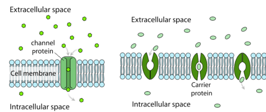 <p>channel, carrier</p>