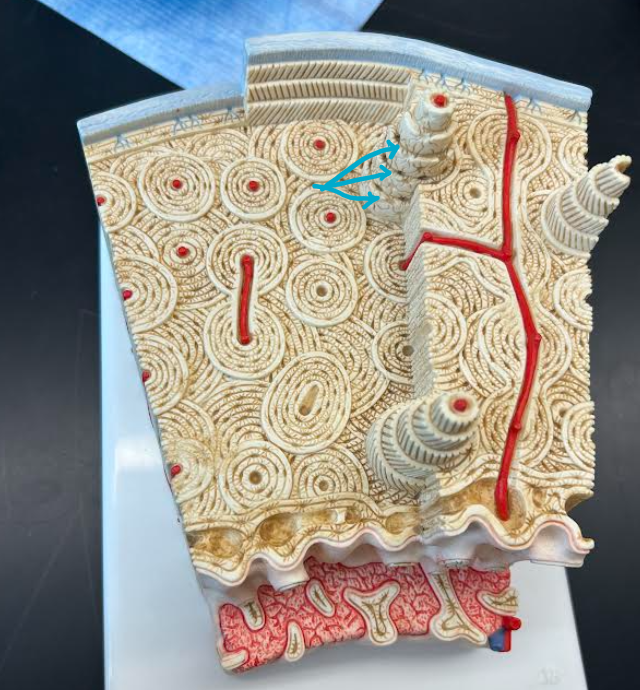 <p>ID part of bone histology </p>