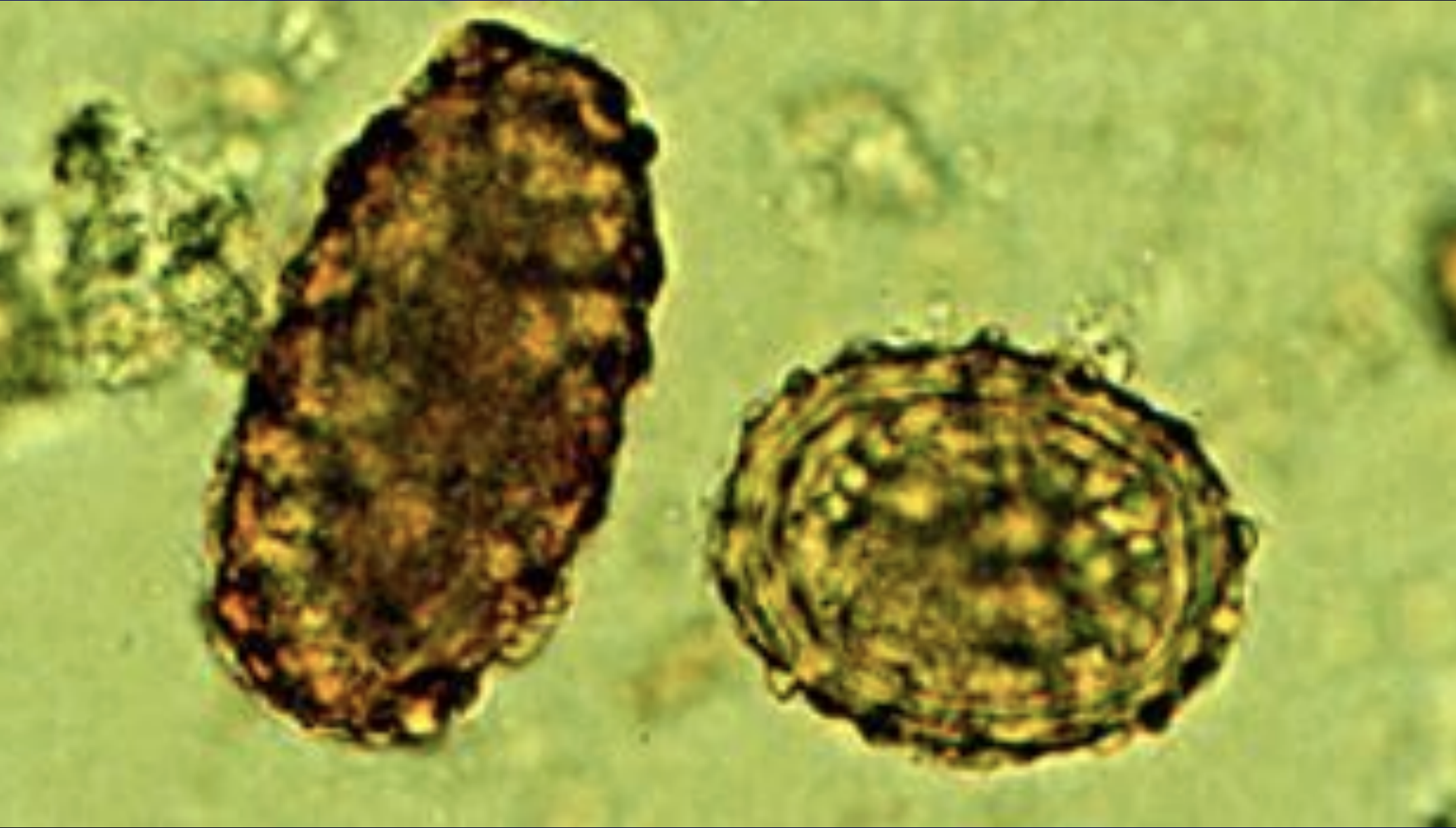 <p>name the species? </p>